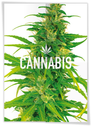 Front and back of a cannabis poster showing various cannabis-related copy and images on the back and a cannabis plant on the front.