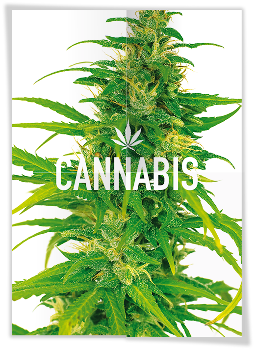Front and back of a cannabis poster showing various cannabis-related copy and images on the back and a cannabis plant on the front.