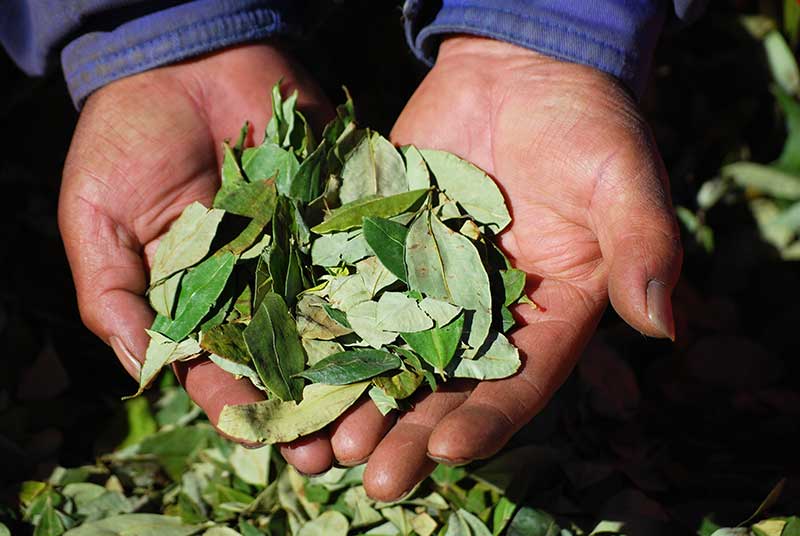 dried out leaves of the coca plant