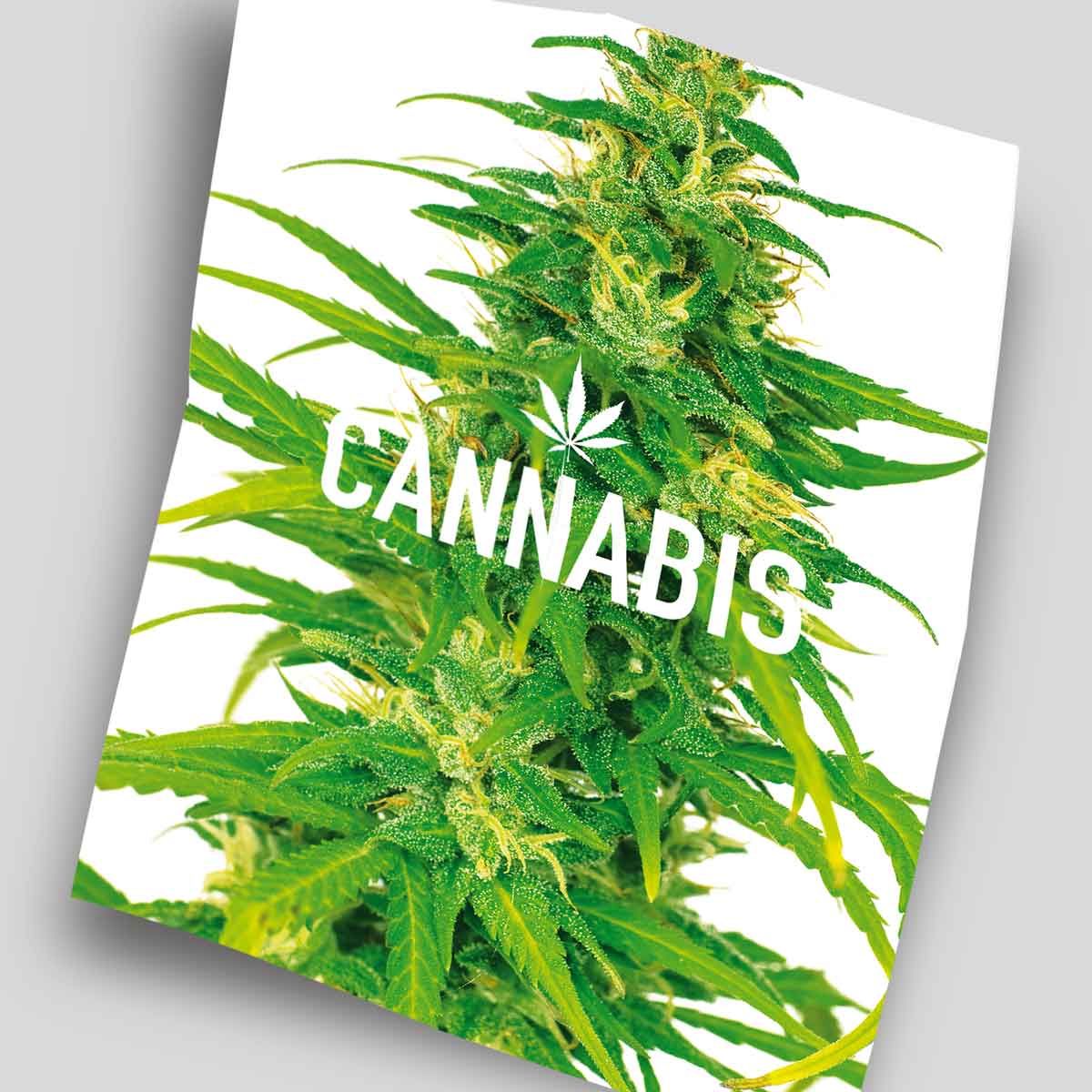 front of poster showing marijuana plant on a white background